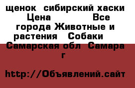 щенок  сибирский хаски › Цена ­ 12 000 - Все города Животные и растения » Собаки   . Самарская обл.,Самара г.